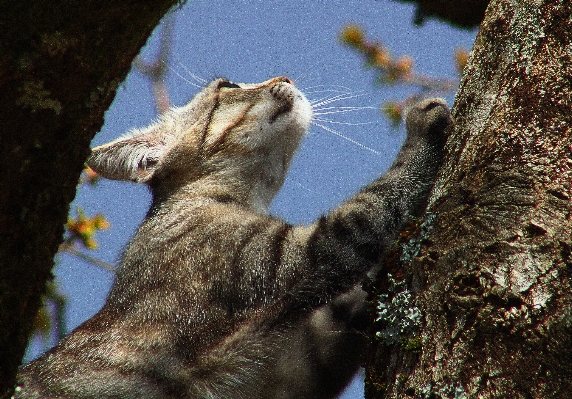 Foto Margasatwa mamalia serigala fauna