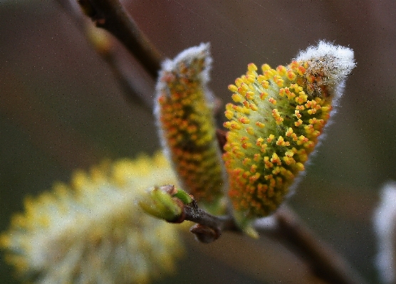 Tree nature branch blossom Photo