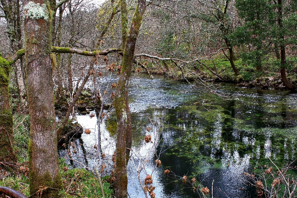 Arbre eau nature forêt