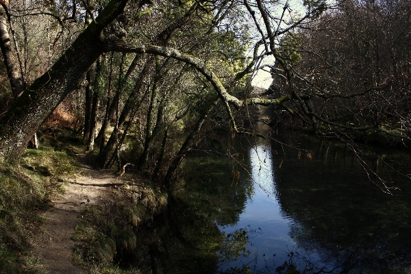 Landscape tree water nature Photo