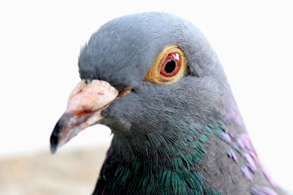 鳥 動物 野生動物 嘴 写真