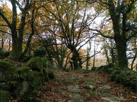 Foto Albero foresta pianta sentiero