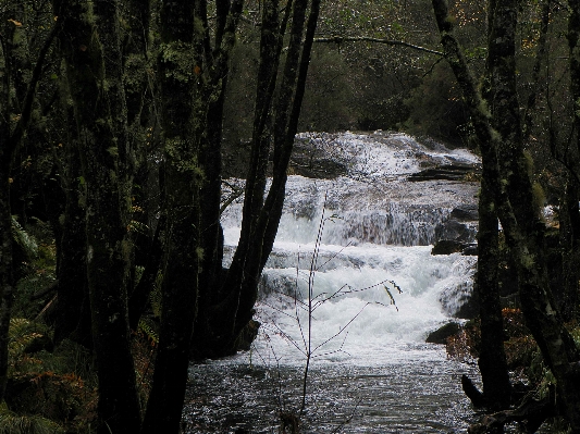 Tree water nature forest Photo