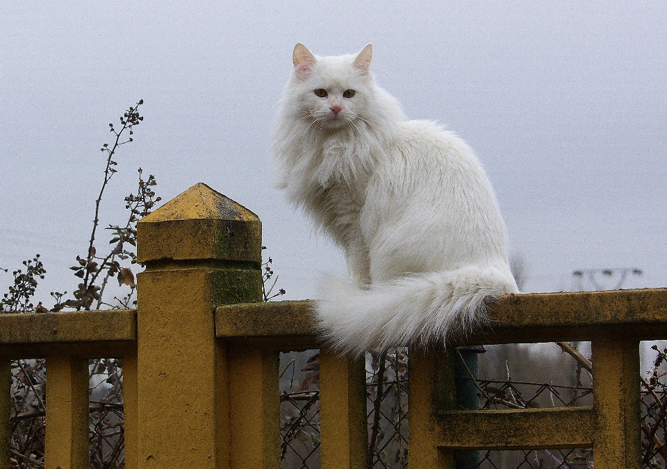 猫 哺乳动物 fauna 胡须