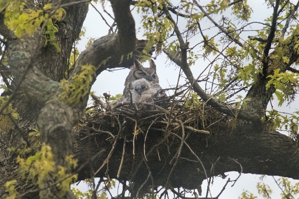 Branch bird wildlife eagle Photo