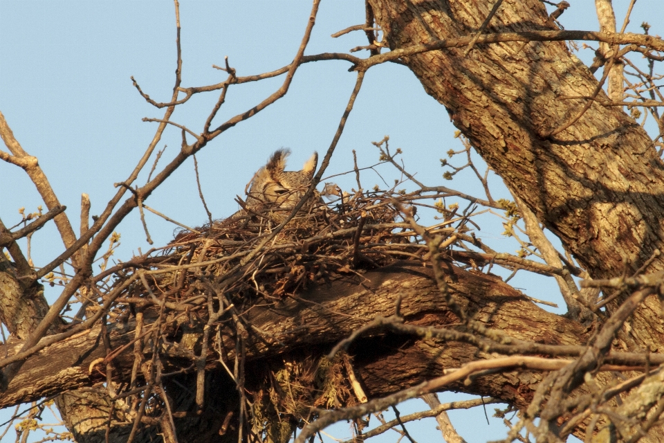 Albero ramo uccello animali selvatici