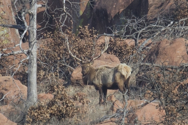 Foto Margasatwa rusa mamalia fauna