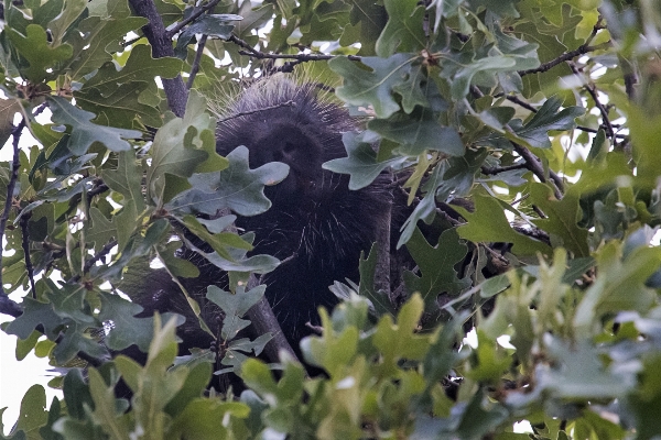 Tree branch blossom bird Photo