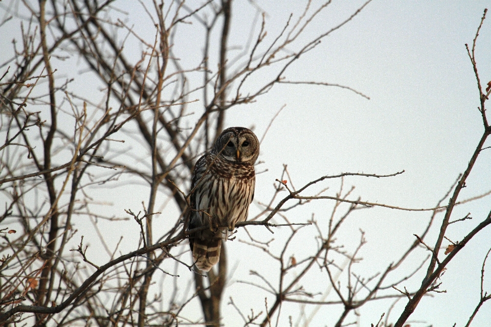 Rama pájaro fauna silvestre halcón
