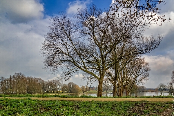 Landscape tree nature grass Photo