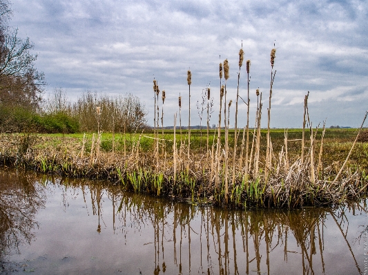 Landscape tree water nature Photo