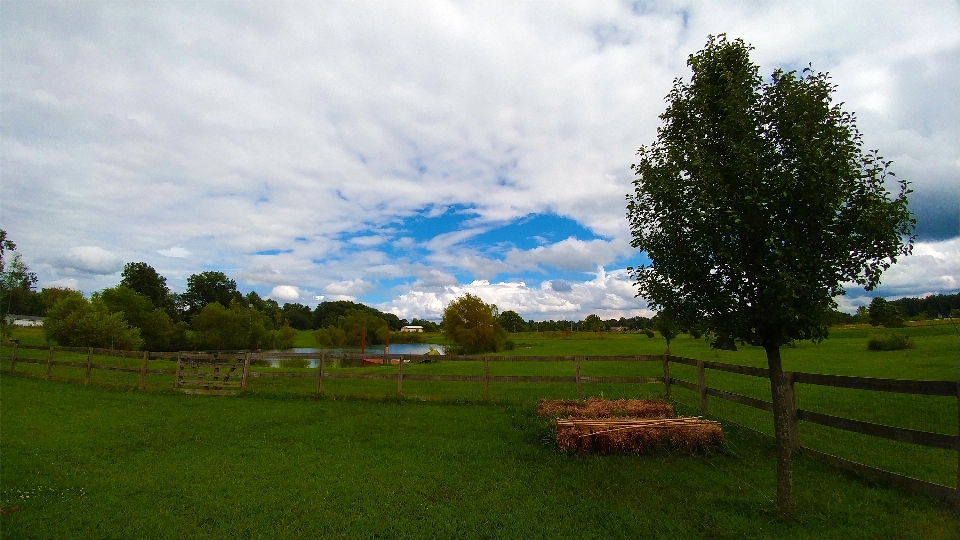 Landscape tree water nature