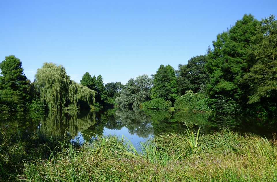 Landschaft baum wasser natur