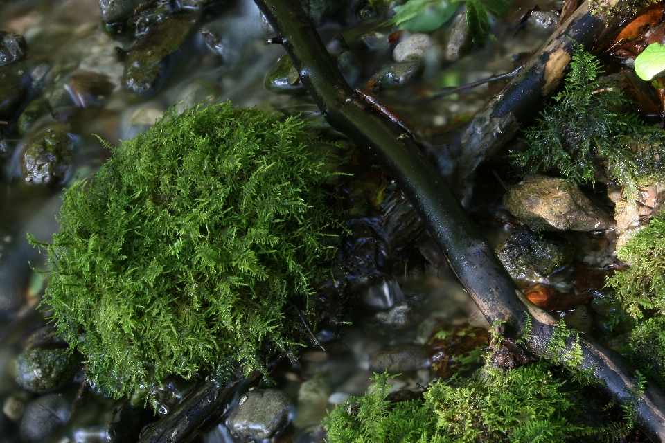 Landscape tree water nature