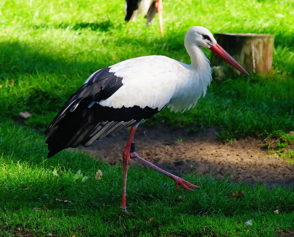 Nature oiseau aile animal