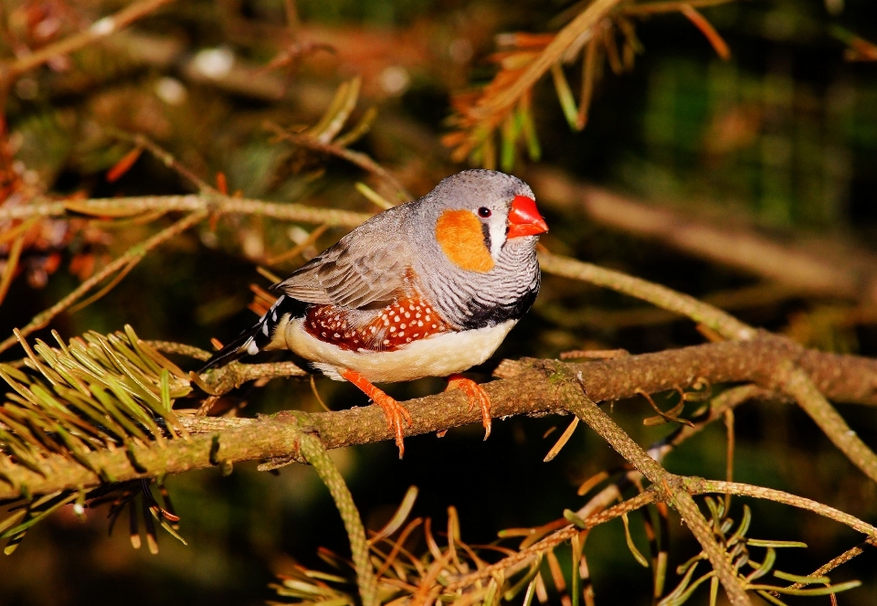 Nature branch bird flower