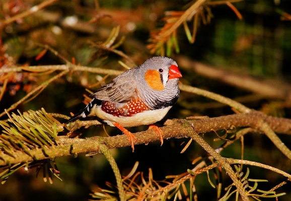 Nature branch bird flower Photo