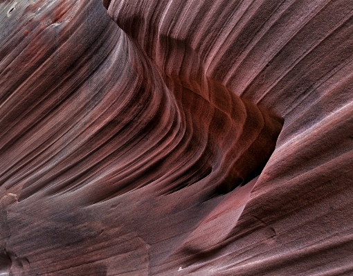 Rock wood texture leaf Photo