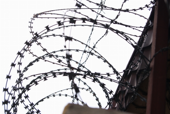 Branch fence barbed wire wheel Photo