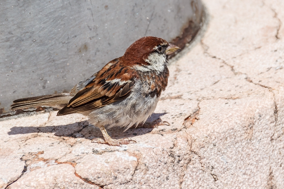 Burung sayap margasatwa makanan