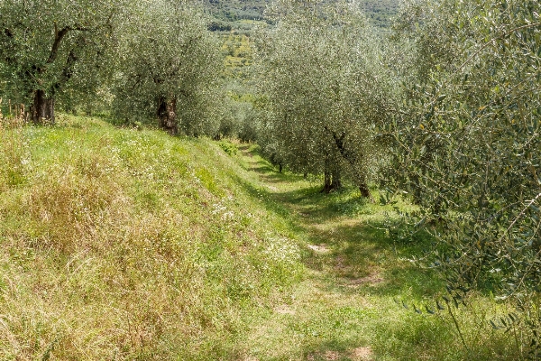 Tree nature forest path Photo