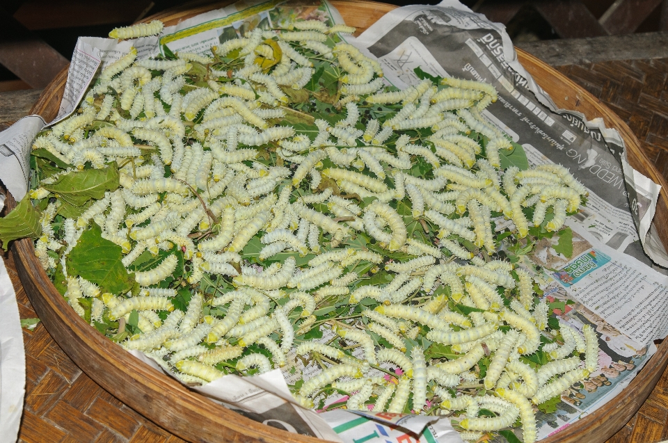 Piatto cibo insalata produrre