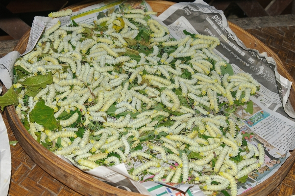 Dish food salad produce Photo