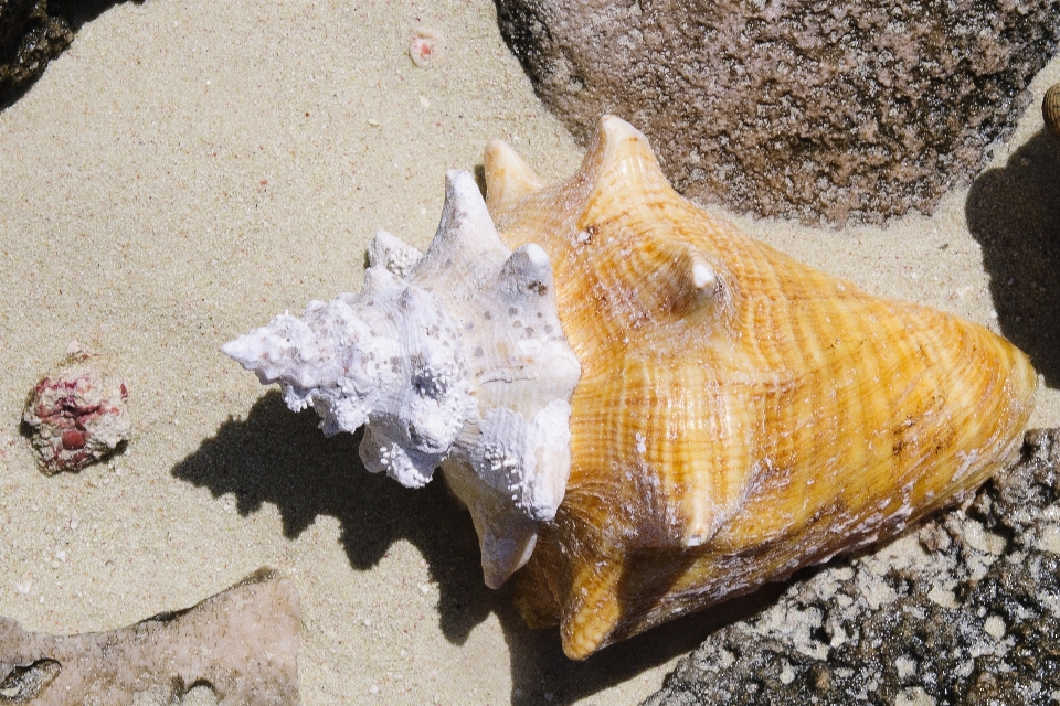 Biología nikon
 fauna invertebrado