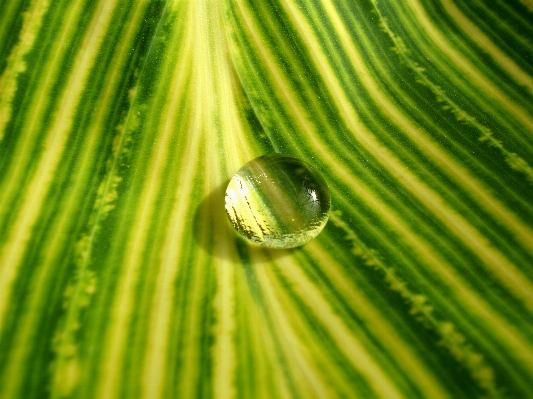 Tree water nature grass Photo