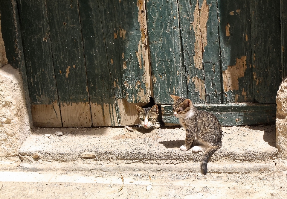 Güneş oynamak ahır hayvan