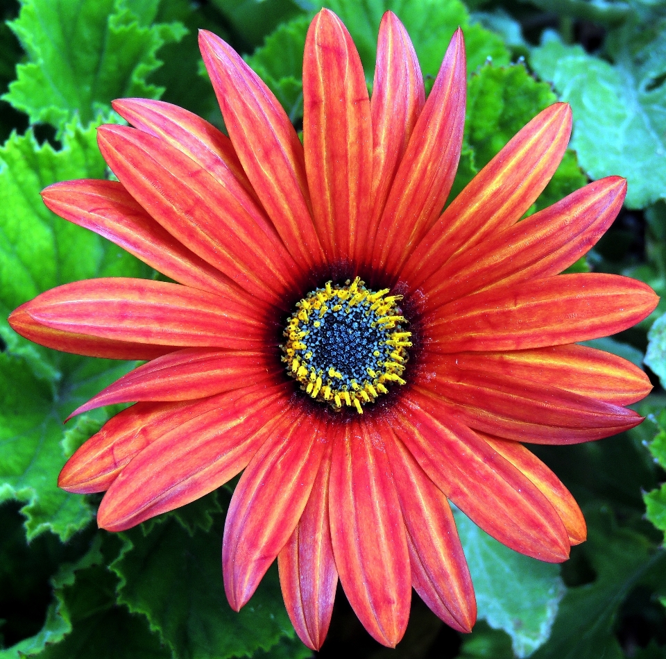 Usine fleur pétale marguerite