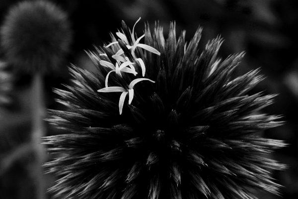 草 黒と白
 植物 白 写真