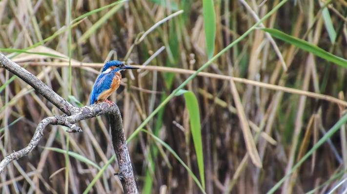 水 自然 ブランチ 鳥 写真