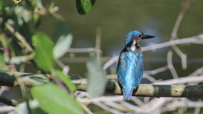 Water nature branch bird Photo