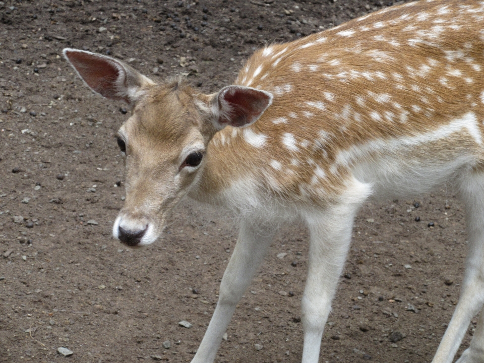 森 野生動物 野生 鹿