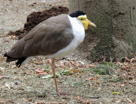 Nature bird wildlife beak Photo