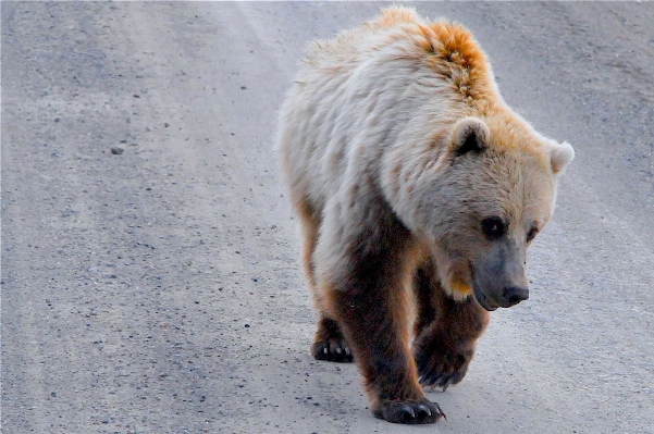 Nature wilderness animal bear Photo