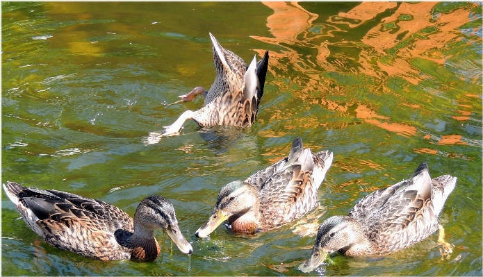 Bird wildlife fauna duck Photo