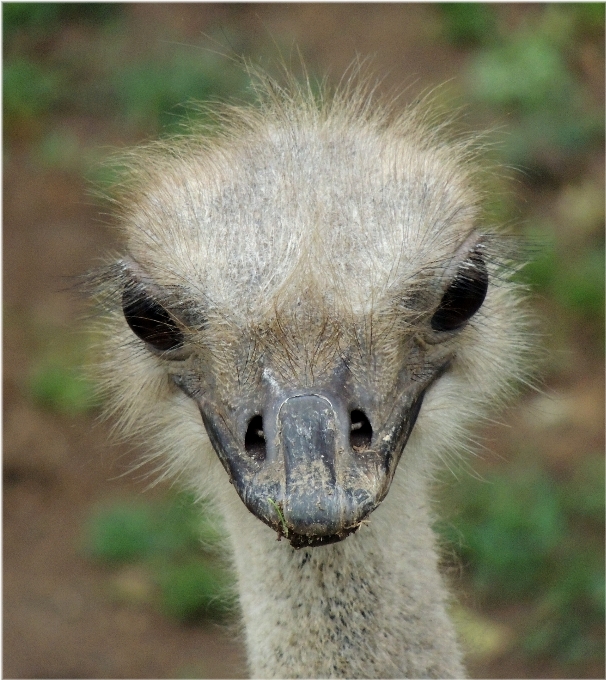 自然 鳥 動物 野生動物