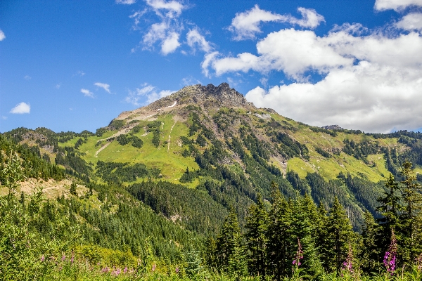 Landschaft baum natur wald Foto