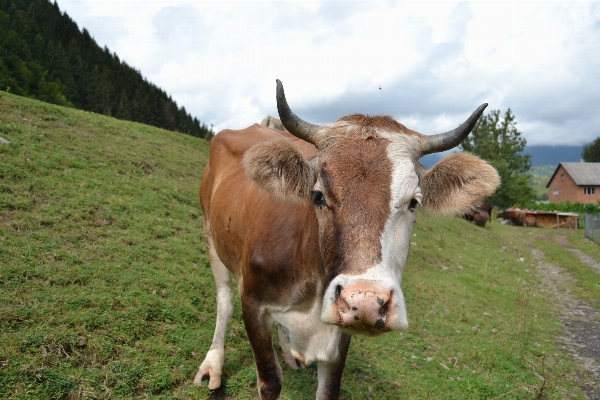 Grass field farm meadow Photo