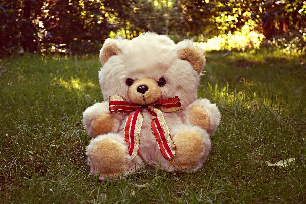 Sweet cute bear fluffy Photo