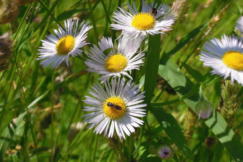 Natur draussen anlage feld