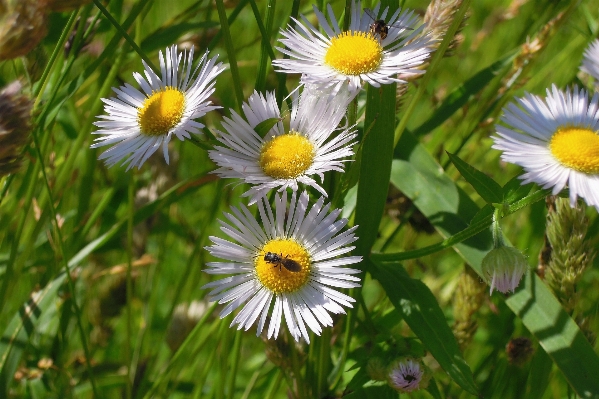 Nature outdoor plant field Photo