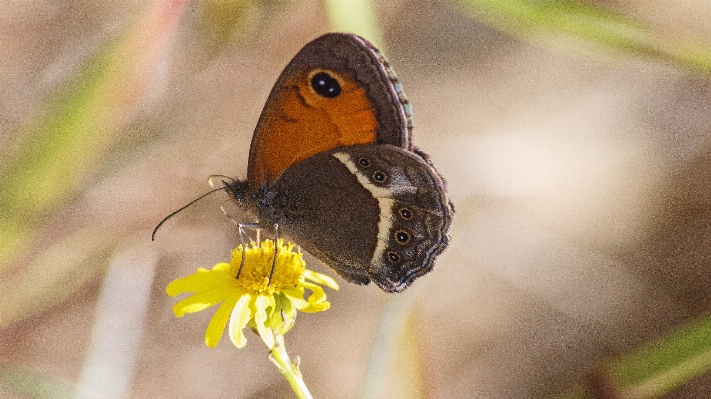 自然 写真撮影 花 野生動物 写真