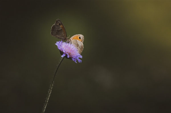 Zdjęcie Natura kwitnąć fotografia kwiat