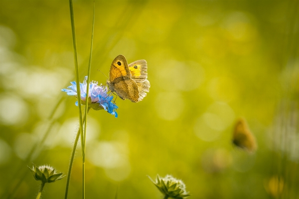 Nature grass blossom plant Photo