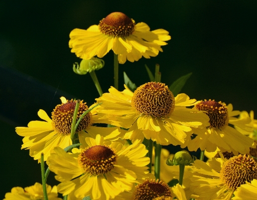 Plant flower petal bloom Photo