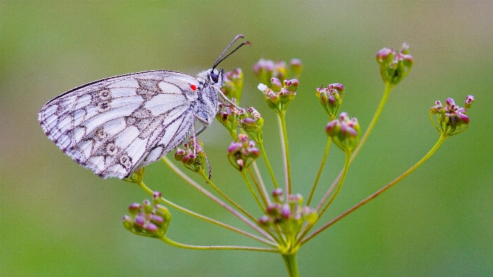 Foto Naturaleza césped planta fotografía