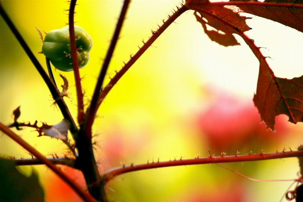 Tree nature branch blossom Photo